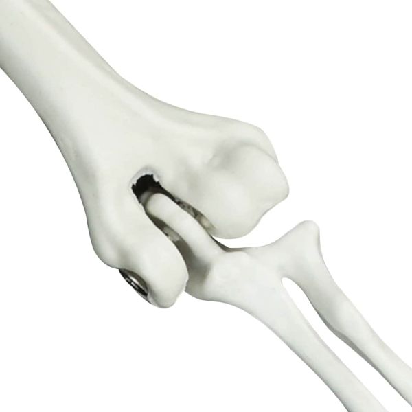 Хелоуин скелет с наземни шипове Бяло 45,5 x 13 см Полипропилен