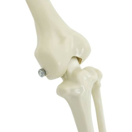 Декорация за Хелоуин -Скелет 2 pcs Бяло Полипропилен