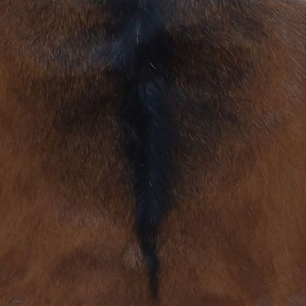 Сгъваема табуретка, козя кожа и тиково дърво масив