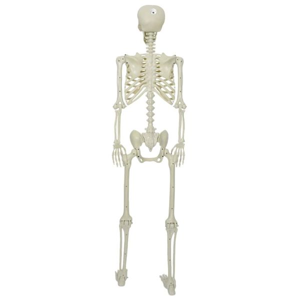 Halloween скелет Бяло 155 x 38.5 см Пластмаса
