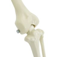 Декорация за Хелоуин -Скелет 2 pcs Бяло Полипропилен