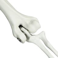 Halloween скелет Бяло 20 x 10 x 9,5 cm Пластмаса