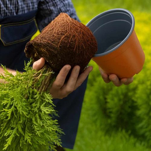 Цветна саксия 50 pcs Керамика Ø 15 x 12.5 см Пластмаса