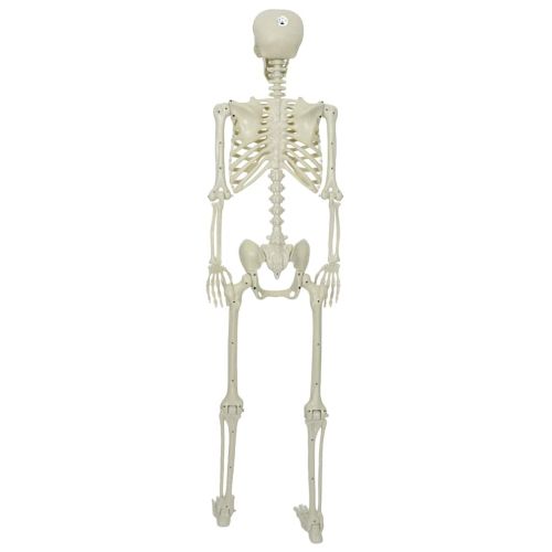 Halloween скелет Бяло 155 x 38.5 см Пластмаса